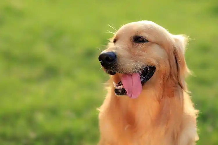 Next主题优化-内置tags篇