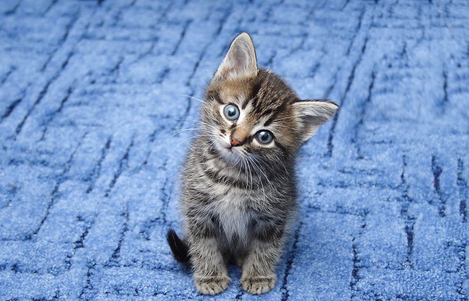 Linux-学习之基础篇-cat